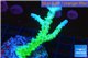 Acropora green & blue tip Fijii 3-5 cm WYSIWYG acclimaté