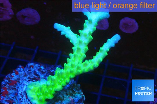 Acropora green & blue tip Fijii 3-5 cm WYSIWYG acclimaté