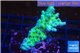 Acropora green & blue tip Fijii 3-5 cm WYSIWYG acclimaté
