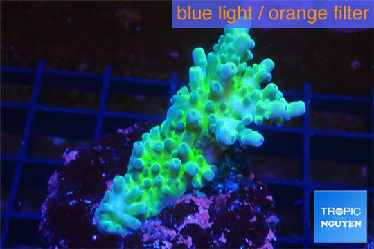 Acropora green & blue tip Fijii 3-5 cm WYSIWYG acclimaté