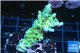 Acropora green & blue tip Fijii 3-5 cm WYSIWYG acclimaté