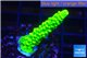 Acropora neon green 3-4 cm WYSIWYG acclimaté