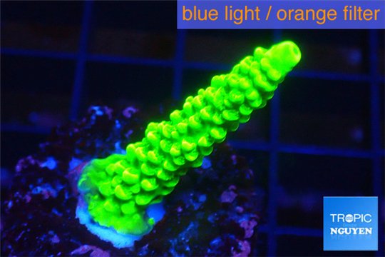 Acropora neon green 3-4 cm WYSIWYG acclimaté