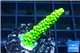 Acropora neon green 3-4 cm WYSIWYG acclimaté