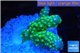 Acropora humilis green golden polyps Fijii 3-4 cm WYSIWYG acclimaté