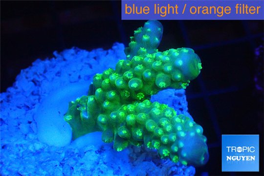 Acropora humilis green golden polyps Fijii 3-4 cm WYSIWYG acclimaté