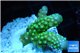 Acropora humilis green golden polyps Fijii 3-4 cm WYSIWYG acclimaté