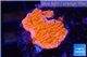 Montipora red cap damaged 1-2 cm WYSIWYG acclimaté