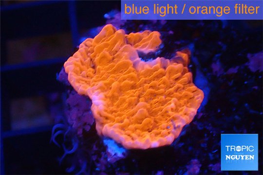 Montipora red cap damaged 1-2 cm WYSIWYG acclimaté