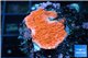 Montipora red cap damaged 1-2 cm WYSIWYG acclimaté