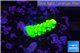 Acropora neon green 1-2 cm WYSIWYG acclimaté
