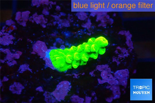 Acropora neon green 1-2 cm WYSIWYG acclimaté
