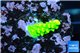 Acropora neon green 1-2 cm WYSIWYG acclimaté