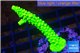 Acropora neon green 3-5 cm WYSIWYG acclimaté