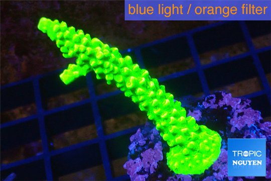 Acropora neon green 3-5 cm WYSIWYG acclimaté