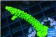 Acropora neon green 3-5 cm WYSIWYG acclimaté