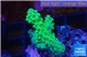 Acropora green Australia 3-4 cm WYSIWYG acclimaté