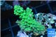 Acropora green Australia 3-4 cm WYSIWYG acclimaté