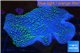 Sarcophyton green polyps 4-8 cm WYSIWYG acclimaté