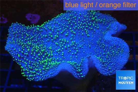 Sarcophyton green polyps 4-8 cm WYSIWYG acclimaté