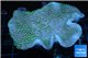 Sarcophyton green polyps 4-8 cm WYSIWYG acclimaté