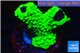 Acropora neon green 3-5 cm WYSIWYG acclimaté