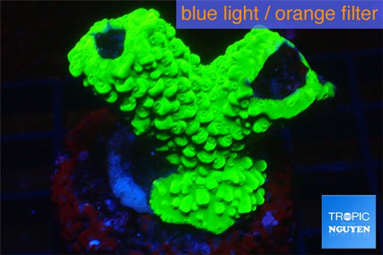 Acropora neon green 3-5 cm WYSIWYG acclimaté