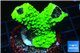 Acropora neon green 3-5 cm WYSIWYG acclimaté