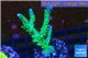Acropora green & purple tip 4-6 cm WYSIWYG acclimaté