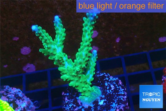 Acropora green & purple tip 4-6 cm WYSIWYG acclimaté