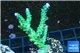 Acropora green & purple tip 4-6 cm WYSIWYG acclimaté