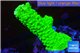 Acropora neon green 3-5 cm WYSIWYG acclimaté
