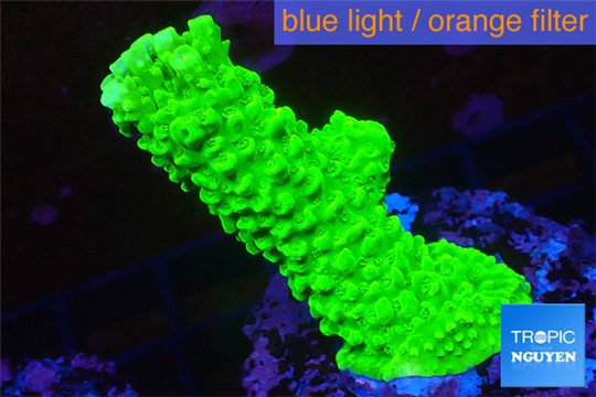 Acropora neon green 3-5 cm WYSIWYG acclimaté