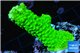 Acropora neon green 3-5 cm WYSIWYG acclimaté