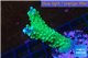 Acropora green & purple tip 3-4 cm WYSIWYG acclimaté