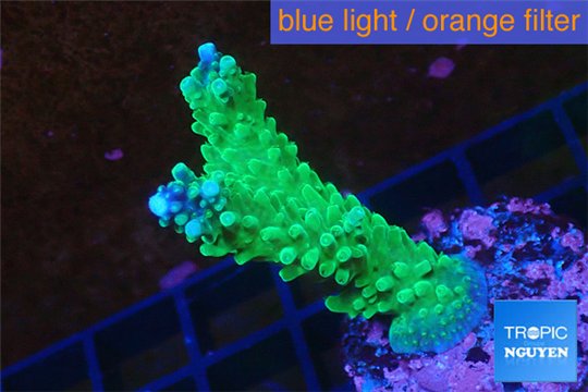 Acropora green & purple tip 3-4 cm WYSIWYG acclimaté