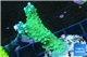 Acropora green & purple tip 3-4 cm WYSIWYG acclimaté