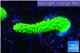 Acropora neon green 3-5 cm WYSIWYG acclimaté