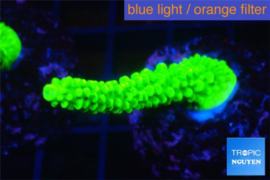 Acropora neon green 3-5 cm WYSIWYG acclimaté