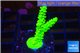 Acropora neon green 3-5 cm WYSIWYG acclimaté