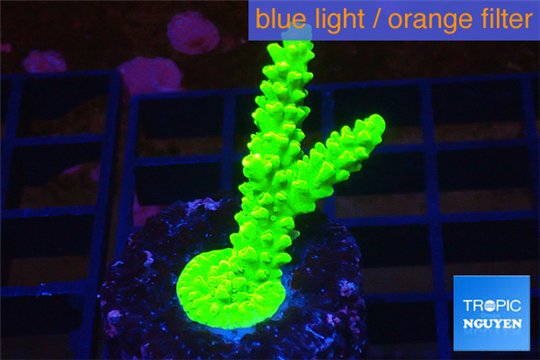 Acropora neon green 3-5 cm WYSIWYG acclimaté