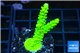 Acropora neon green 3-5 cm WYSIWYG acclimaté