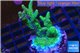 Acropora golden green 3-5 cm WYSIWYG acclimaté