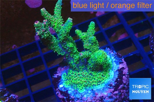 Acropora golden green 3-5 cm WYSIWYG acclimaté
