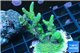 Acropora golden green 3-5 cm WYSIWYG acclimaté