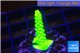 Acropora neon green 2-4 cm WYSIWYG acclimaté