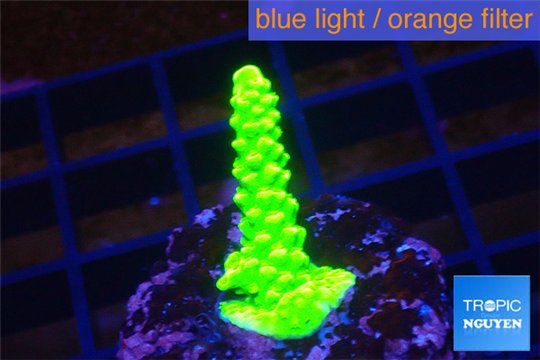 Acropora neon green 2-4 cm WYSIWYG acclimaté