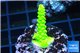Acropora neon green 2-4 cm WYSIWYG acclimaté