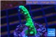 Acropora green & purple tip 3-4 cm WYSIWYG acclimaté