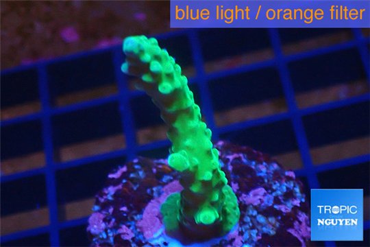Acropora green & purple tip 3-4 cm WYSIWYG acclimaté